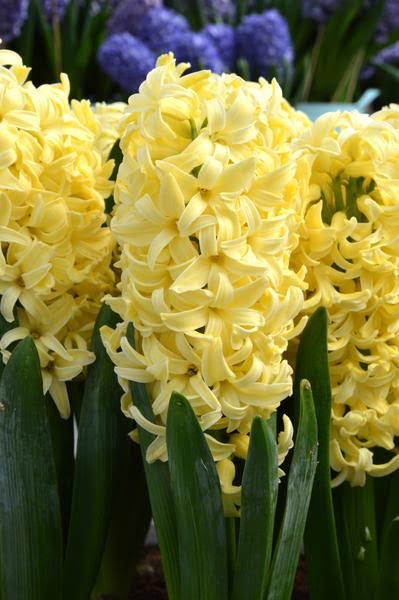 Hyacinth-Yellow-Queen_grande