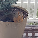 Fox squirrel