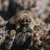 Dark Fishing Spider