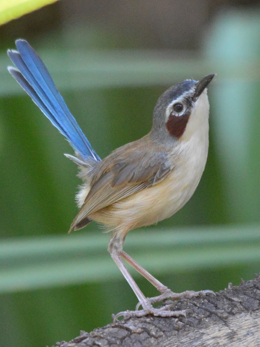 Purple Crown Fairy Wren