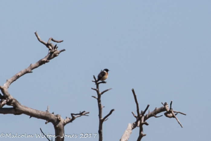 Stonechat; Tarabilla Común