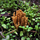 Coral Fungus