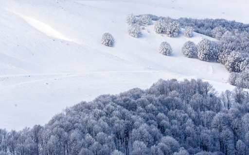 Snow falls in the woods