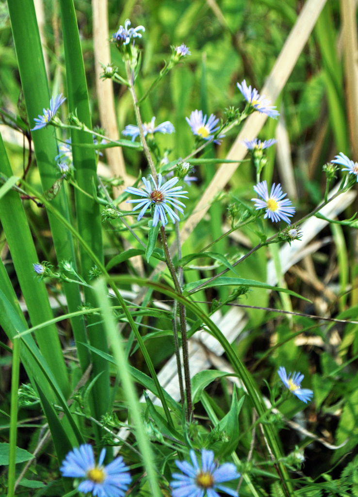 Swamp Aster