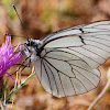 Black-veined White; Blanca del majuelo