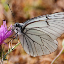 Black-veined White; Blanca del majuelo