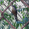 Mangrove cuckoo/ Pájaro bobo menor