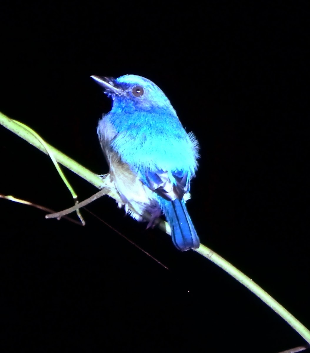 Dark Blue Flycatcher