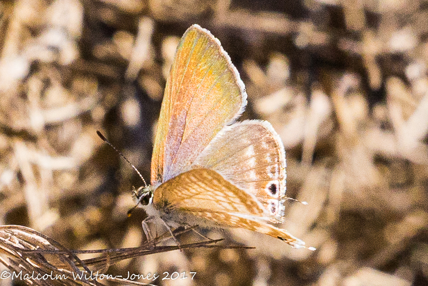 Long-tailed Blue