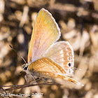 Long-tailed Blue