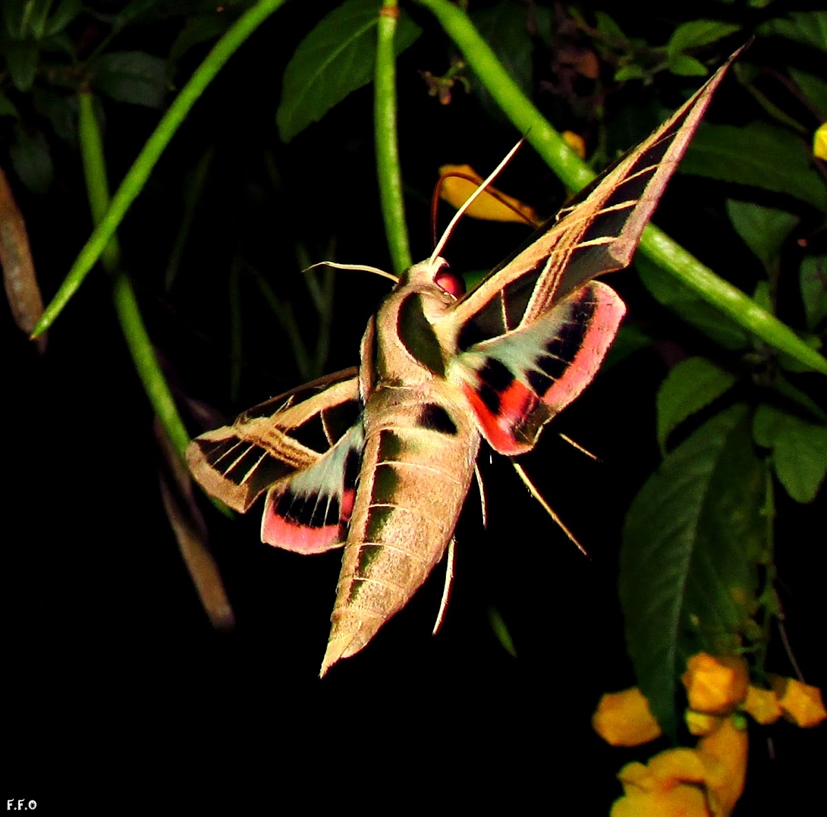 Eumorpha fasciatus