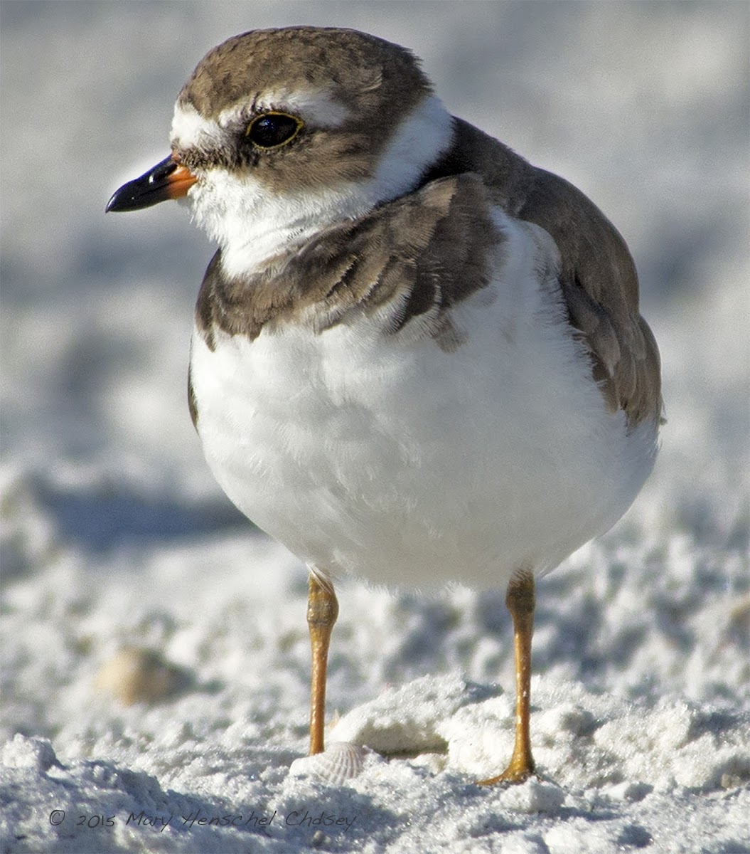 Semipalmated Plover