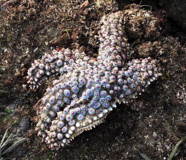 Pisaster giganteus - Wikipedia