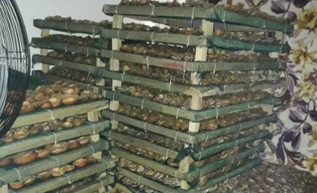 Five people were arrested after the discovery of the abalone worth millions in Table View, Cape Town.