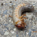 Asiatic Rhinoceros Beetle (grub)