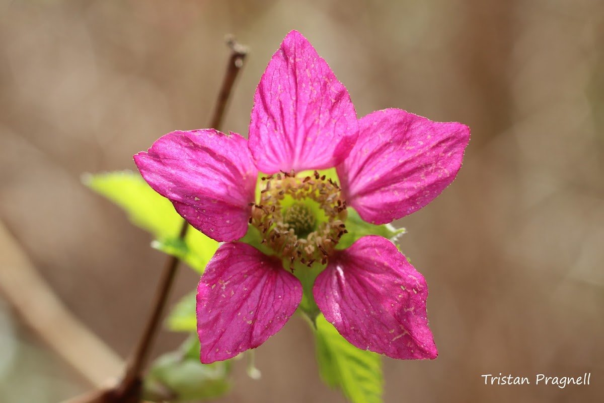 Salmonberry