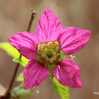 Salmonberry