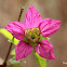 Salmonberry