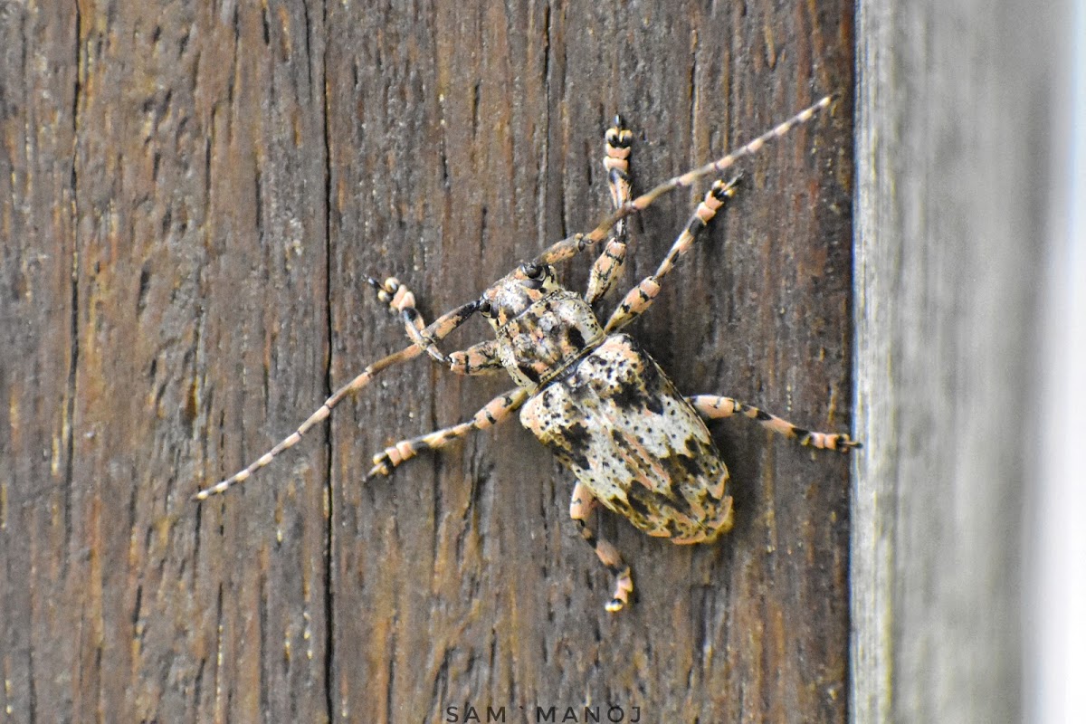 Longhorn Beetle