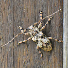 Longhorn Beetle