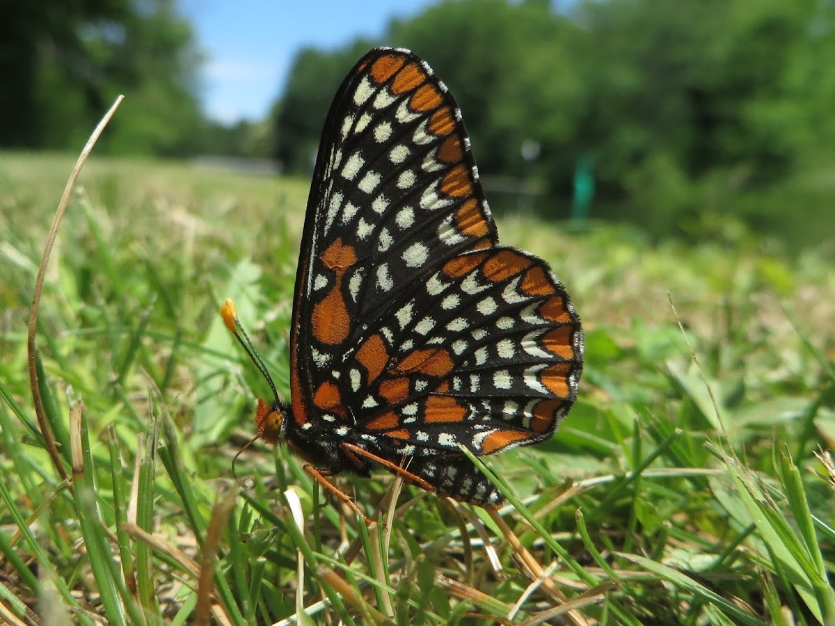 Baltimore Checkerspot