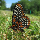 Baltimore Checkerspot