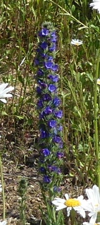 Viper's-bugloss