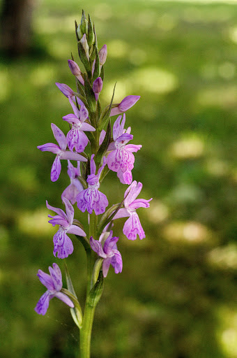 Dactylorhiza elata