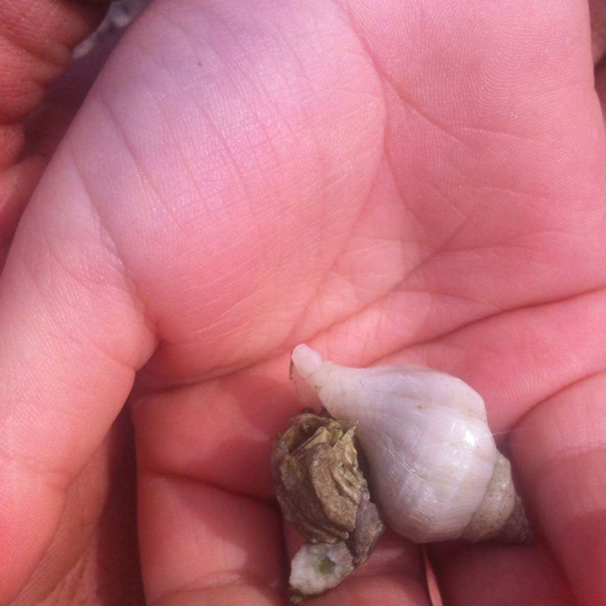 Whelk and barnacles