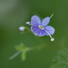 Germander speedwell