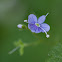 Germander speedwell