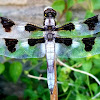 Twelve spotted skimmer