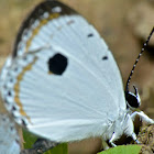 Forest Quaker