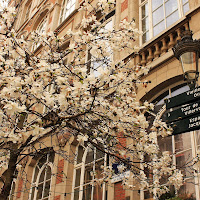 Fiori, vento e strade belghe di 