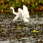 Snowy Egret