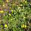 Lesser Celandine