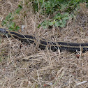 Northwestern garter snake