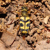 Flower Longhorn Beetle