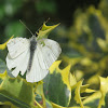 Cabbage Butterfly