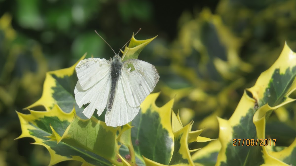 Cabbage Butterfly