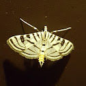 Zebra Moth