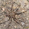 giant house spider