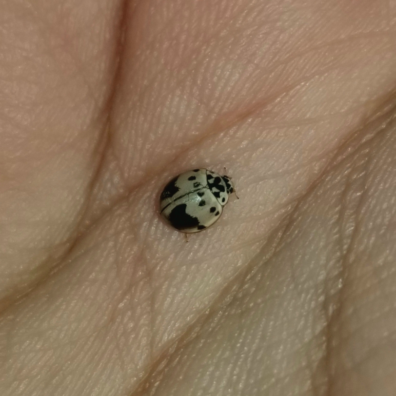 Ashy gray lady beetle