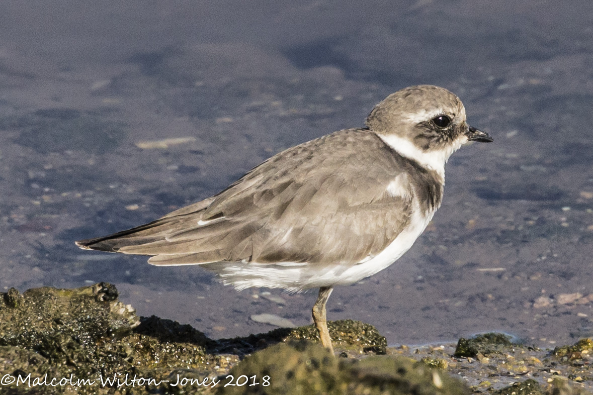 Ringed Plover