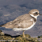 Ringed Plover