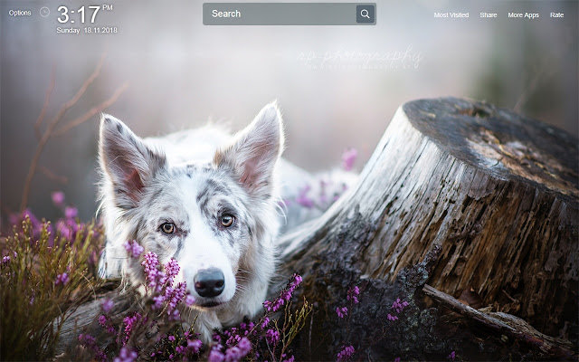 Border Collie Wallpapers New Tab Theme