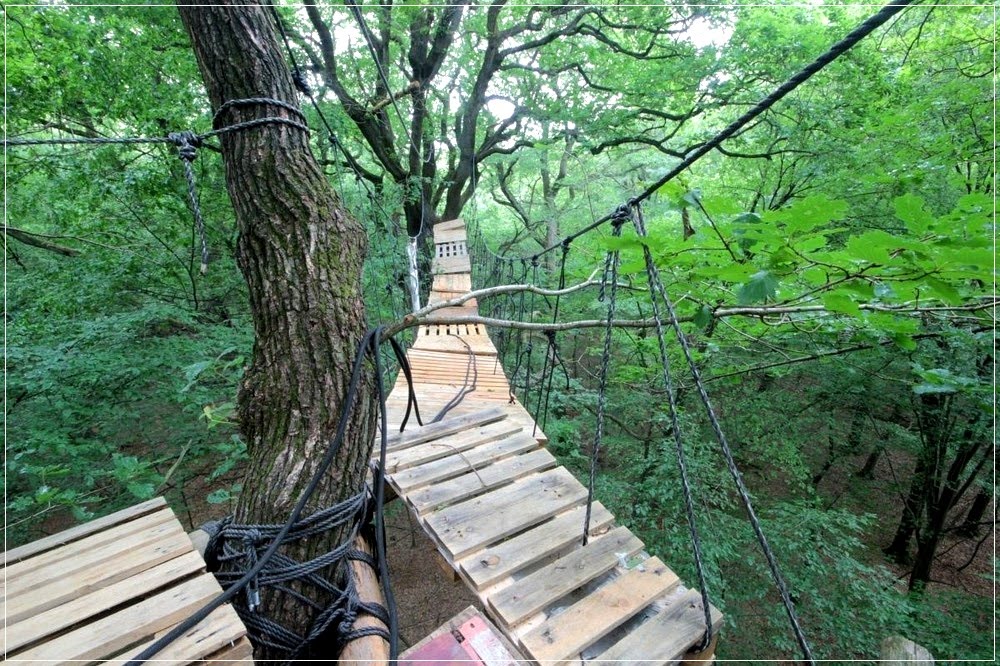 Os moradores das copas das árvores da floresta de Hambach