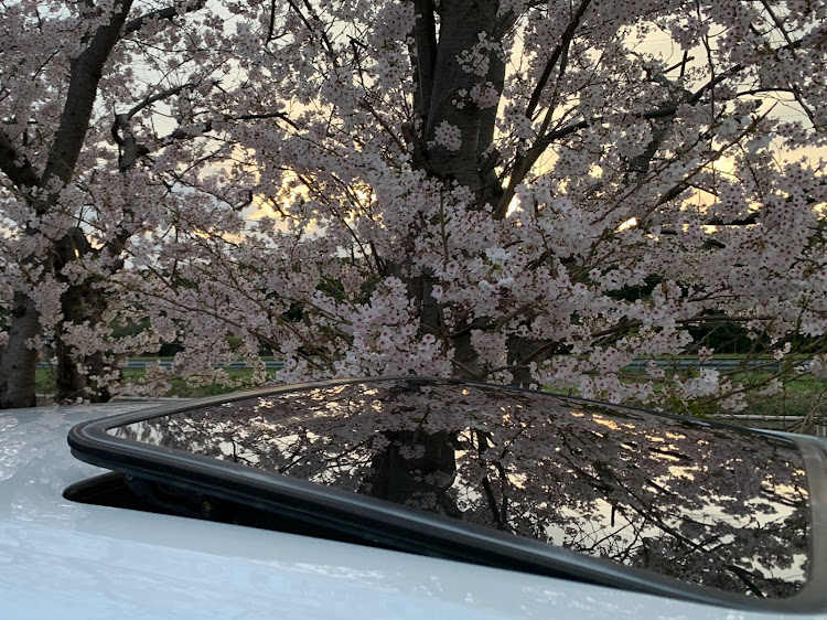チェイサーの桜とコラボ・富津岬・サンルーフ・ドライブ・ピックアップに選ばれたいに関するカスタム事例の投稿画像2枚目