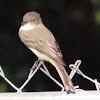 Eastern Phoebe