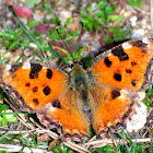 Large Tortoiseshell; Olmera